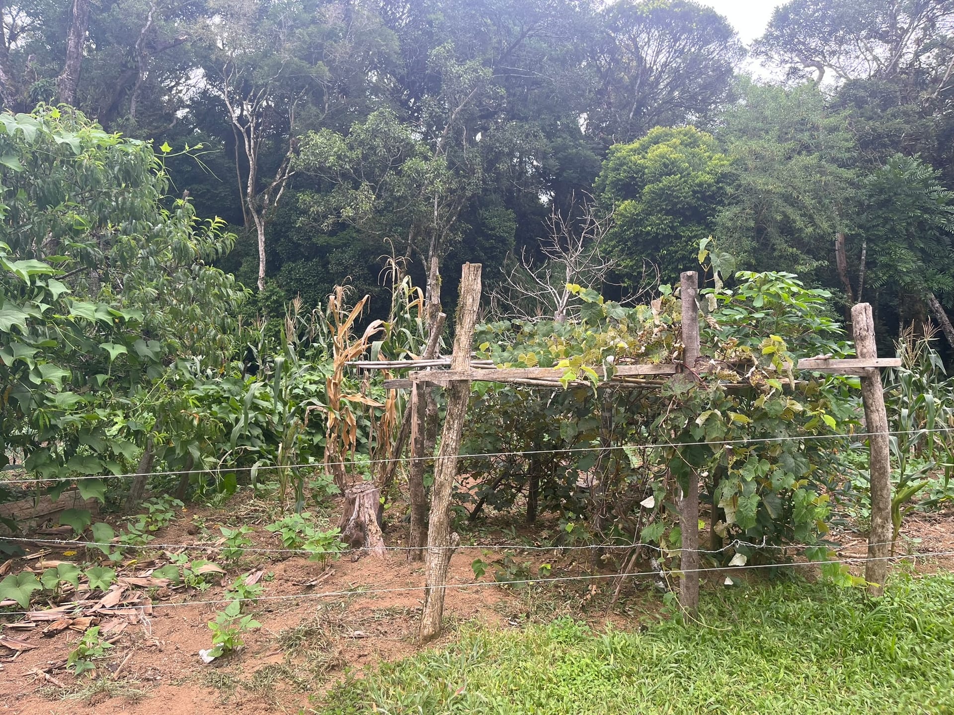 Sítio, 3 quartos, 2 hectares - Foto 23