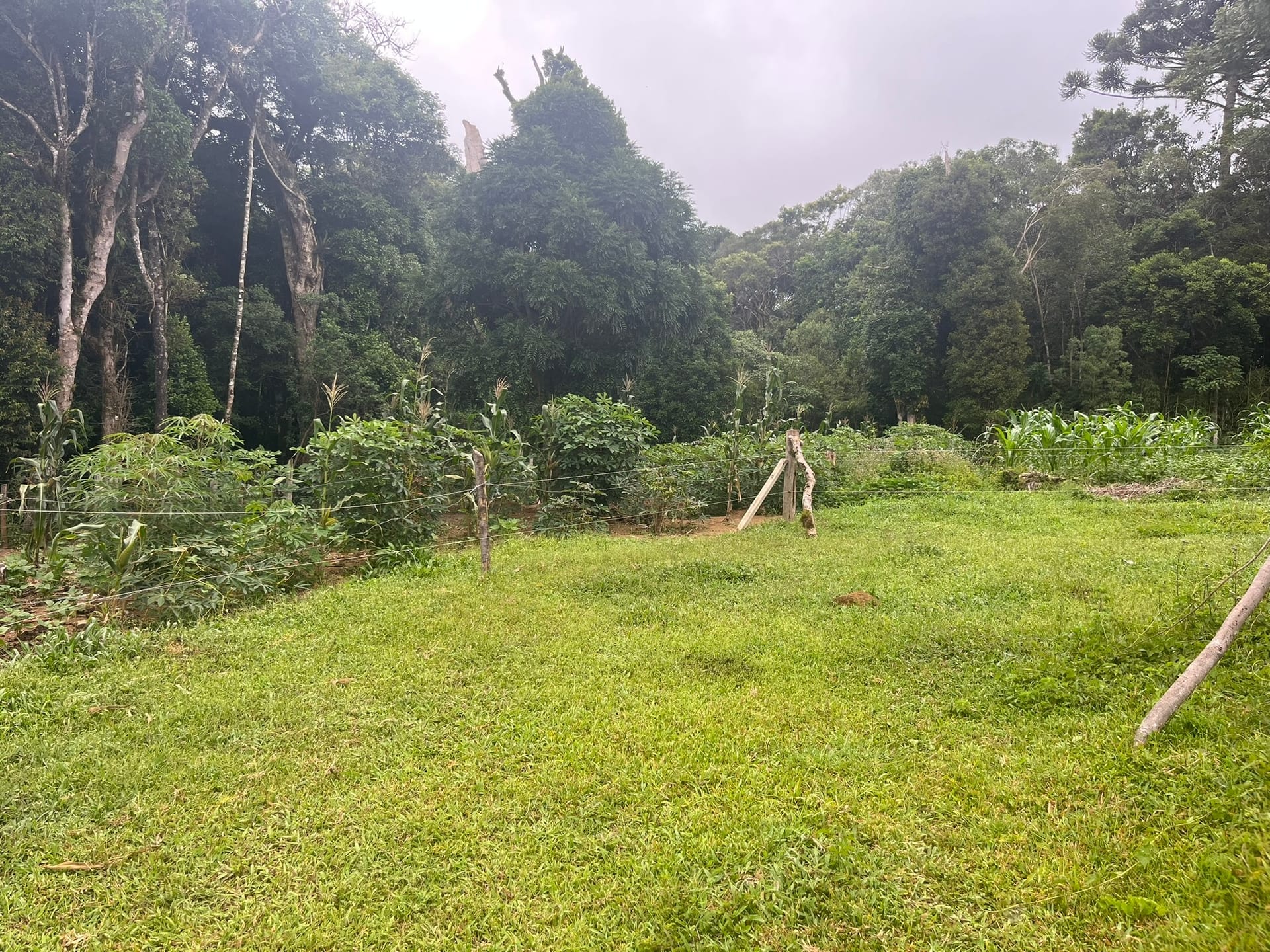 Sítio, 3 quartos, 2 hectares - Foto 24