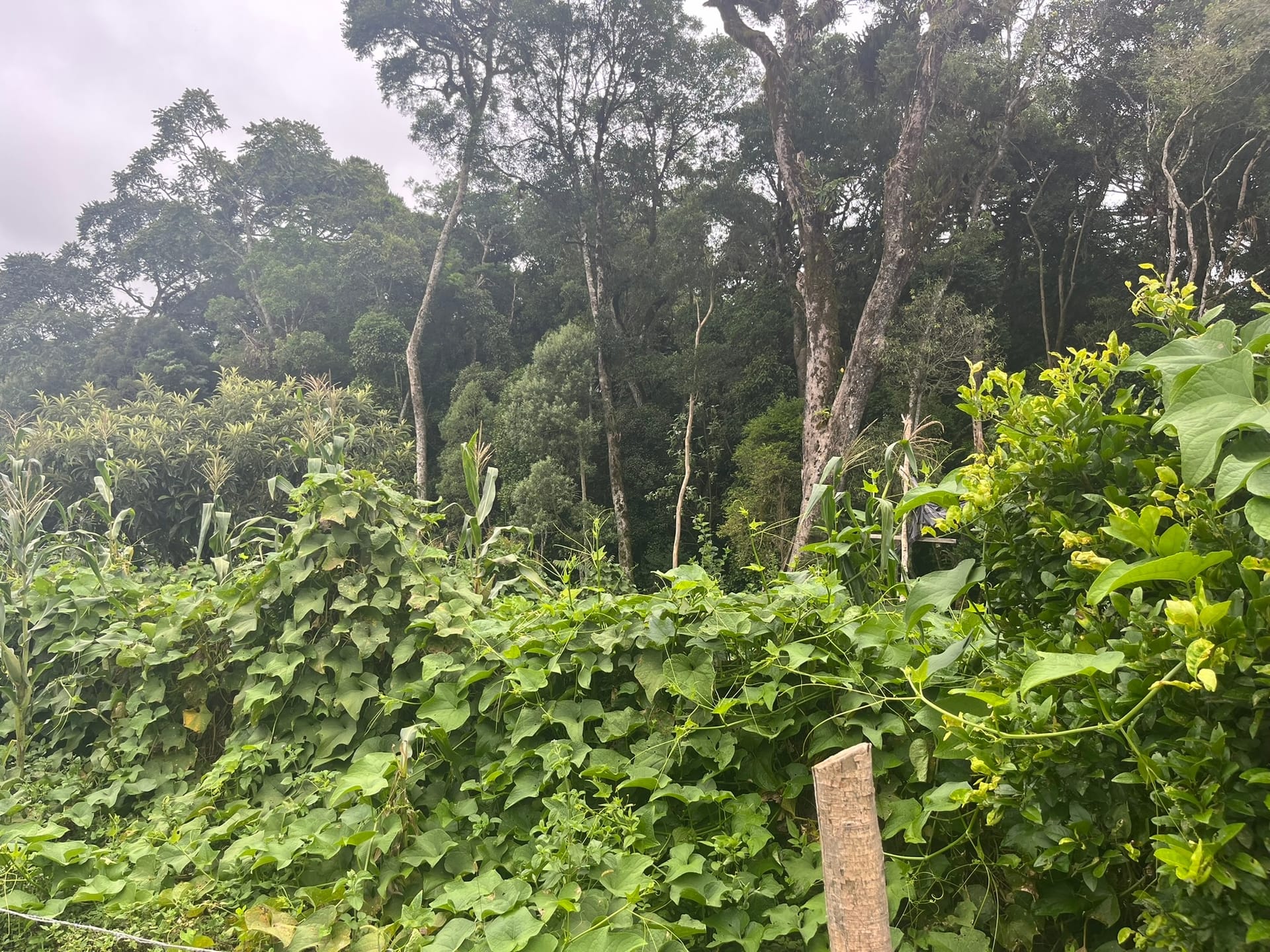 Sítio, 3 quartos, 2 hectares - Foto 25