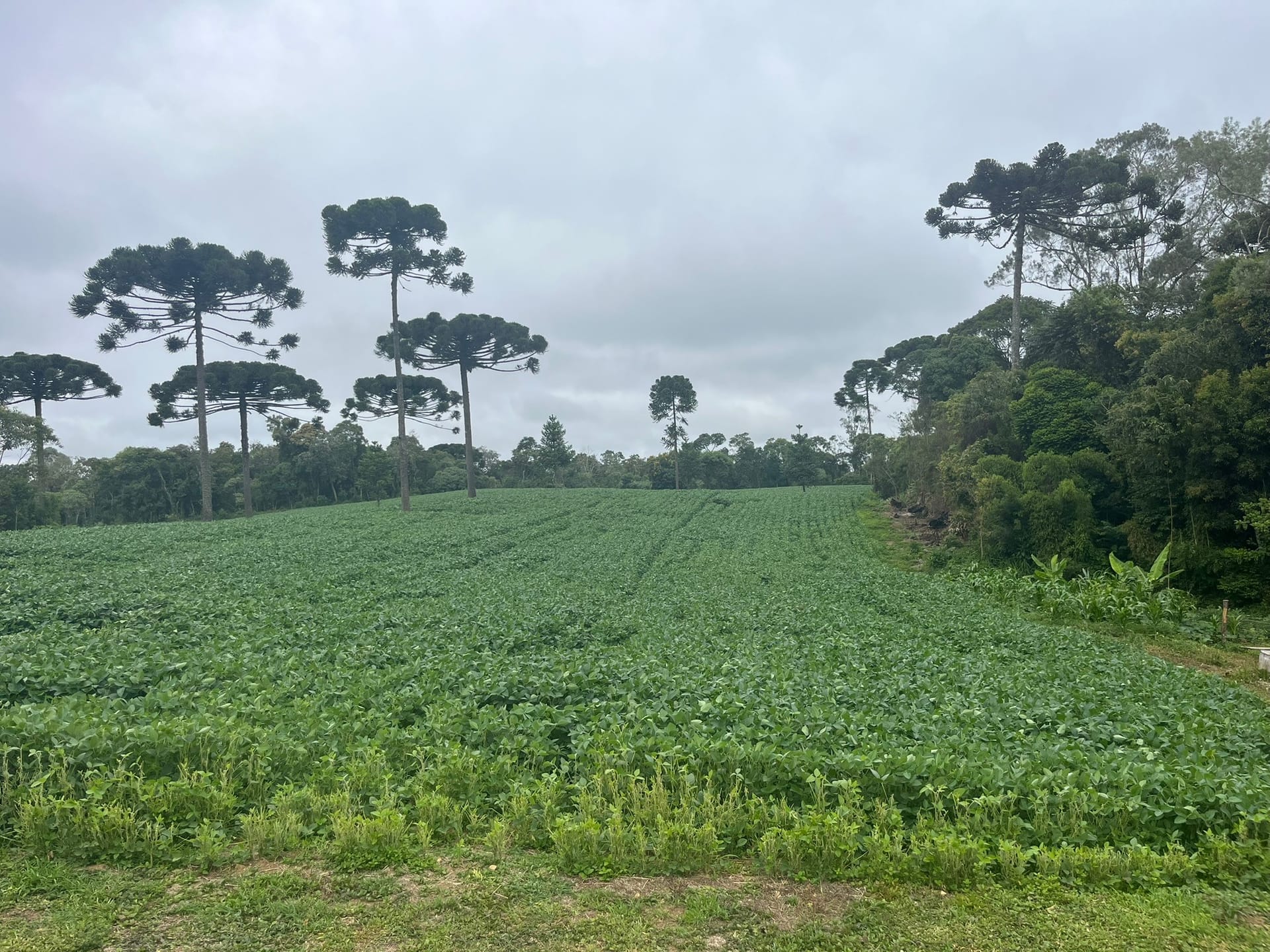 Sítio, 3 quartos, 2 hectares - Foto 26