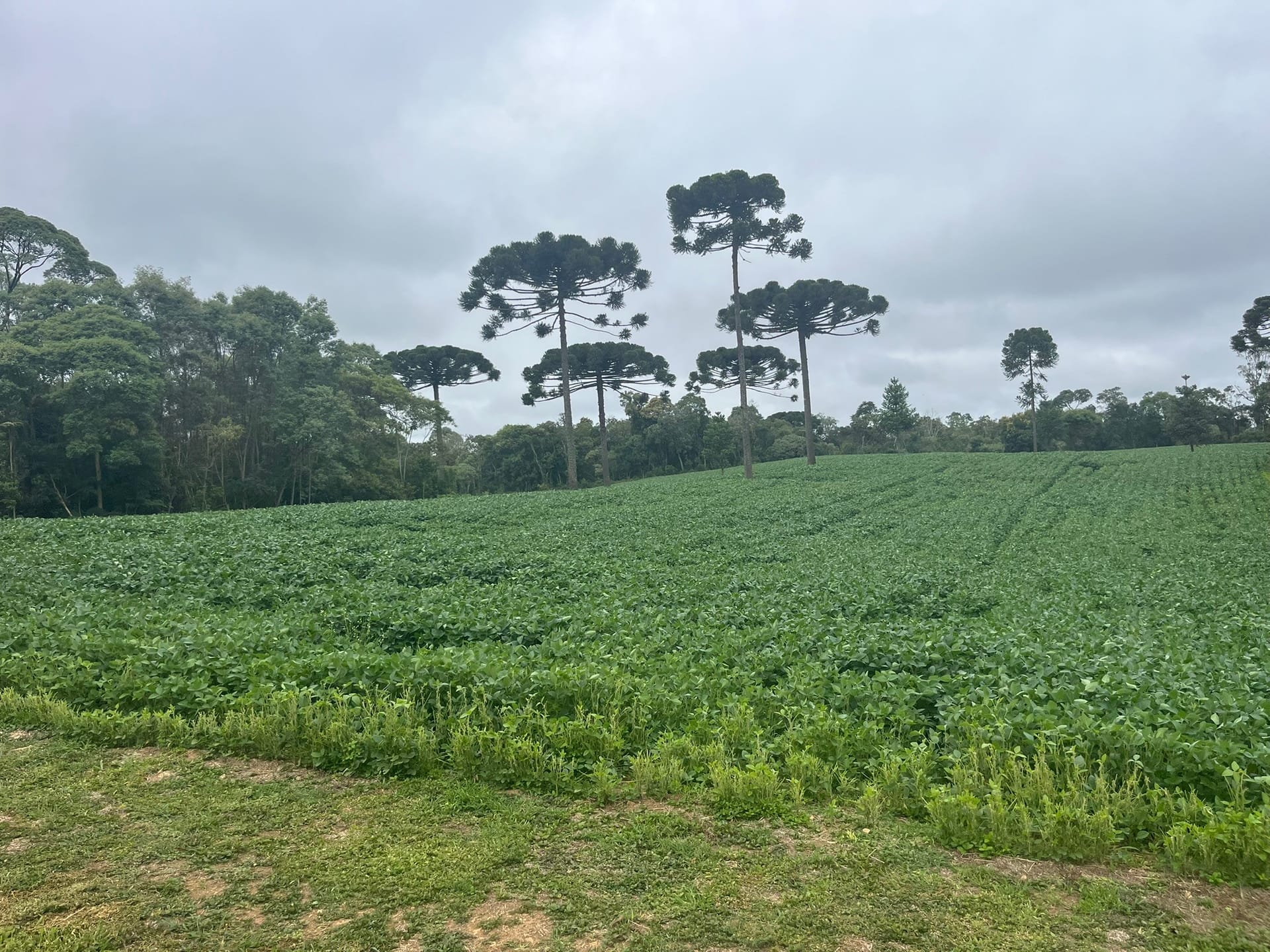 Sítio, 3 quartos, 2 hectares - Foto 1