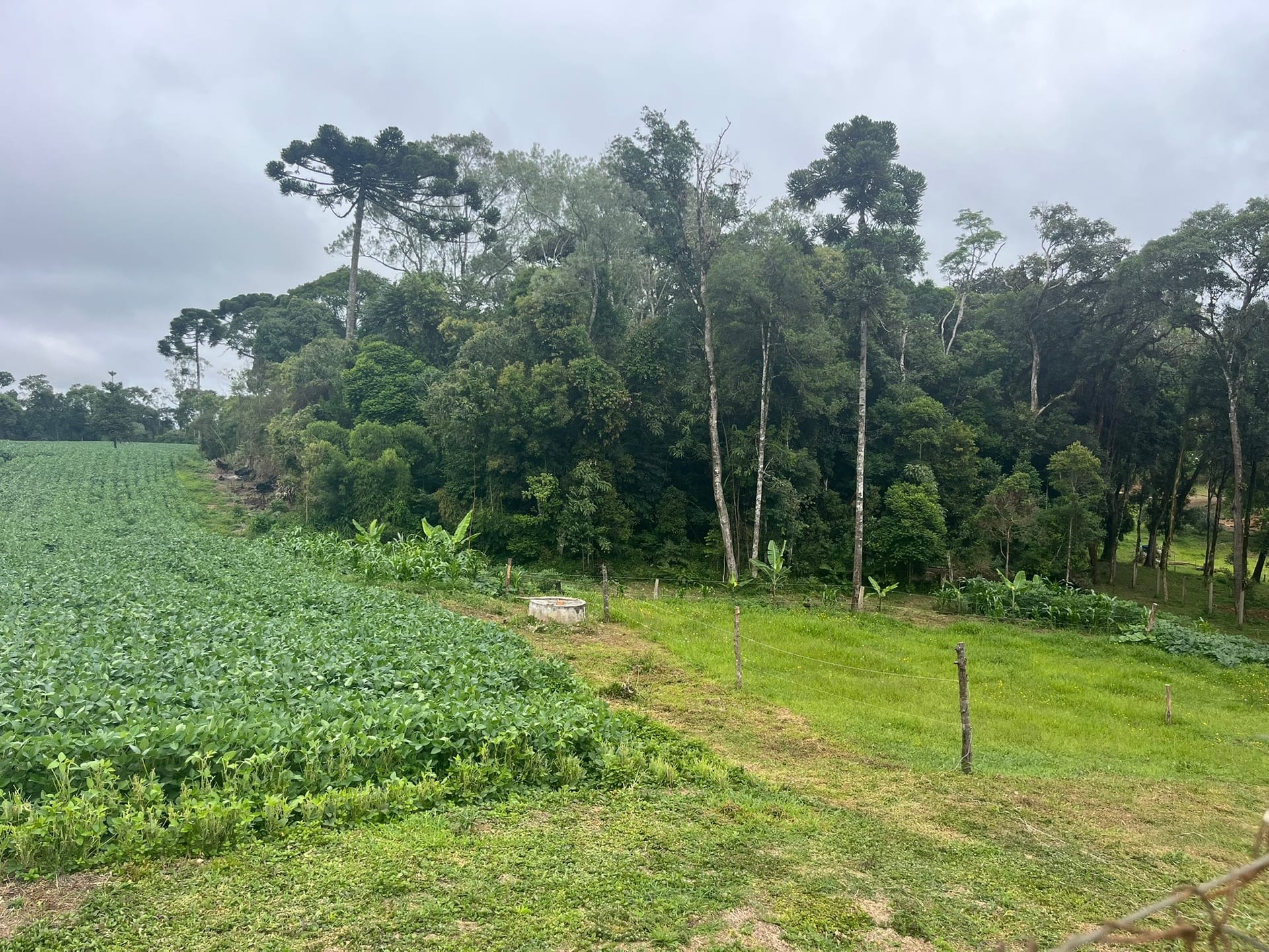 Sítio, 3 quartos, 2 hectares - Foto 37