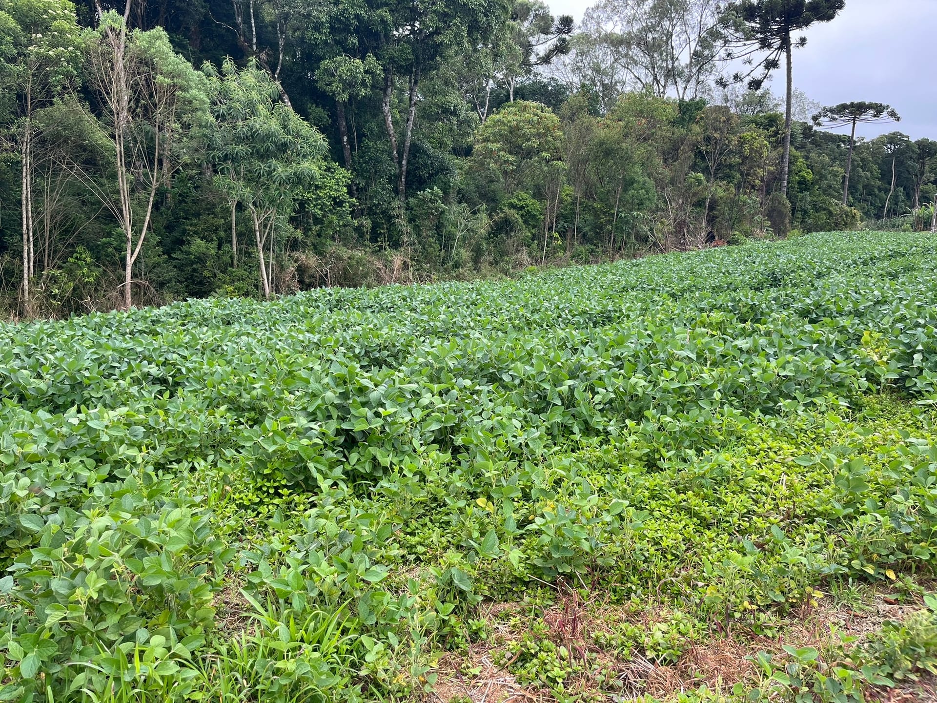 Sítio, 3 quartos, 2 hectares - Foto 40