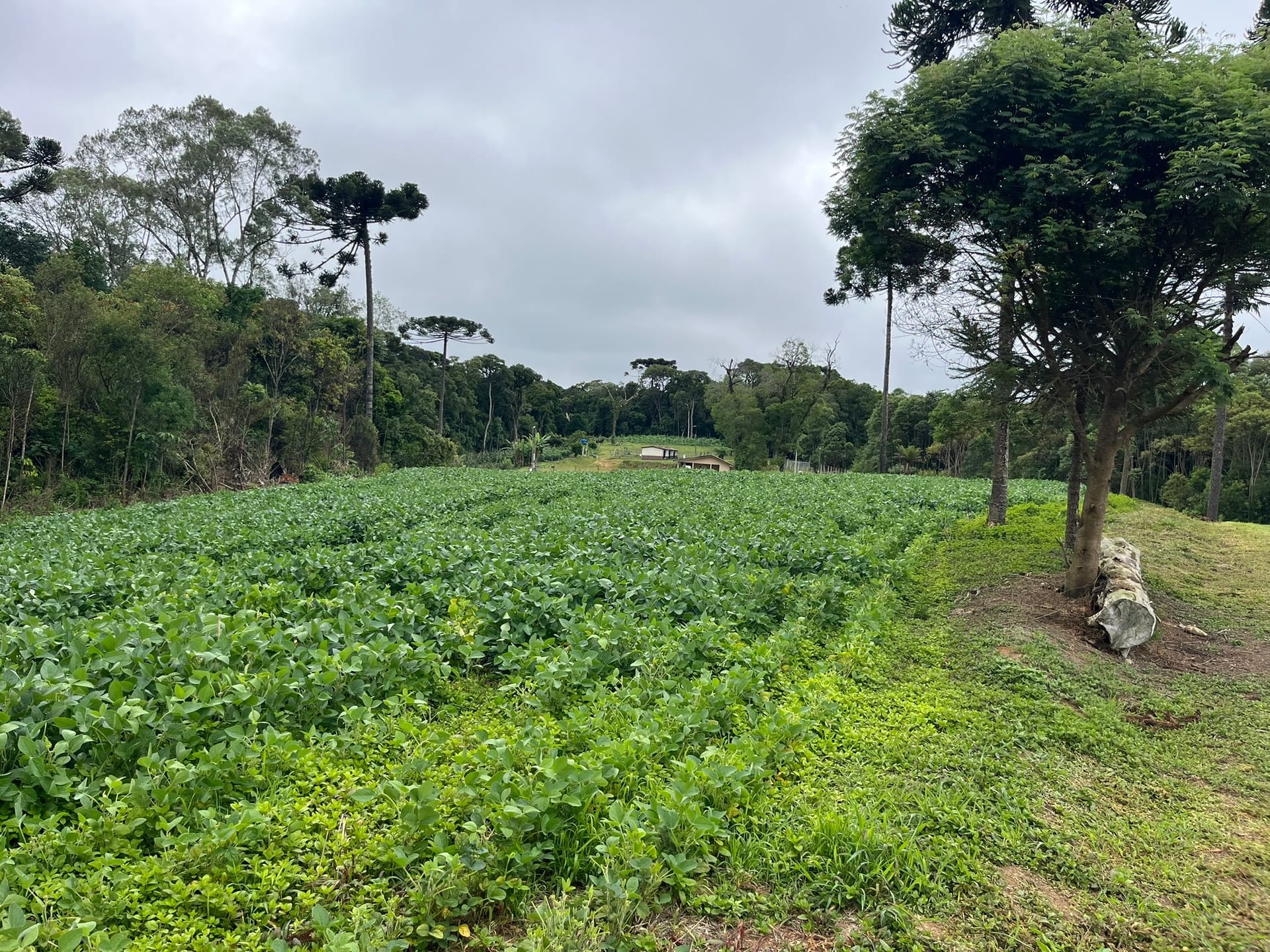 Sítio, 3 quartos, 2 hectares - Foto 41