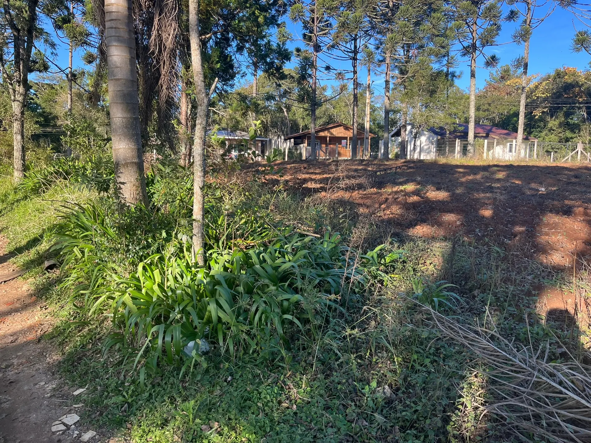 Sítio, 2 quartos, 5000 m² - Foto 6
