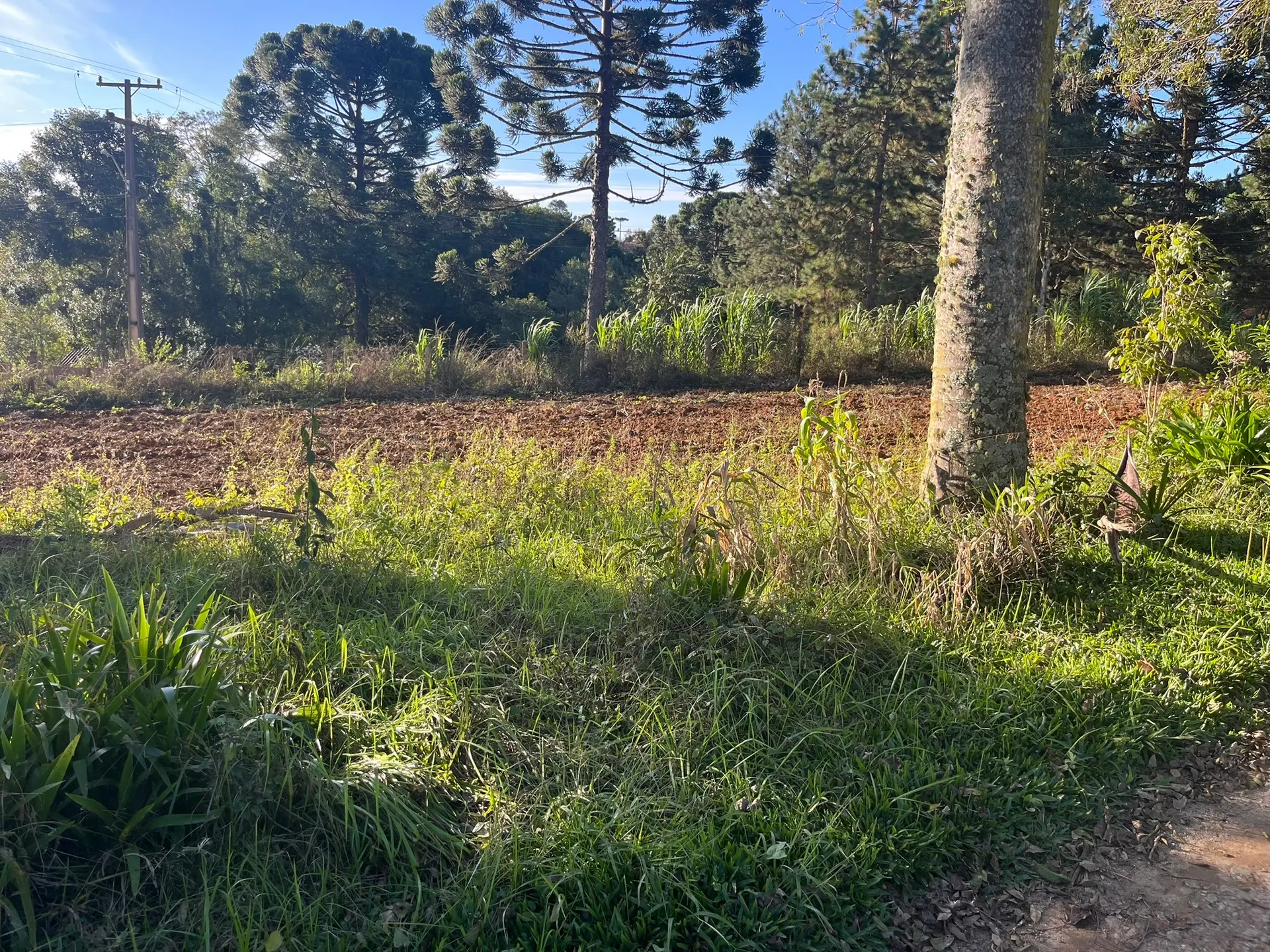 Sítio, 2 quartos, 5000 m² - Foto 4