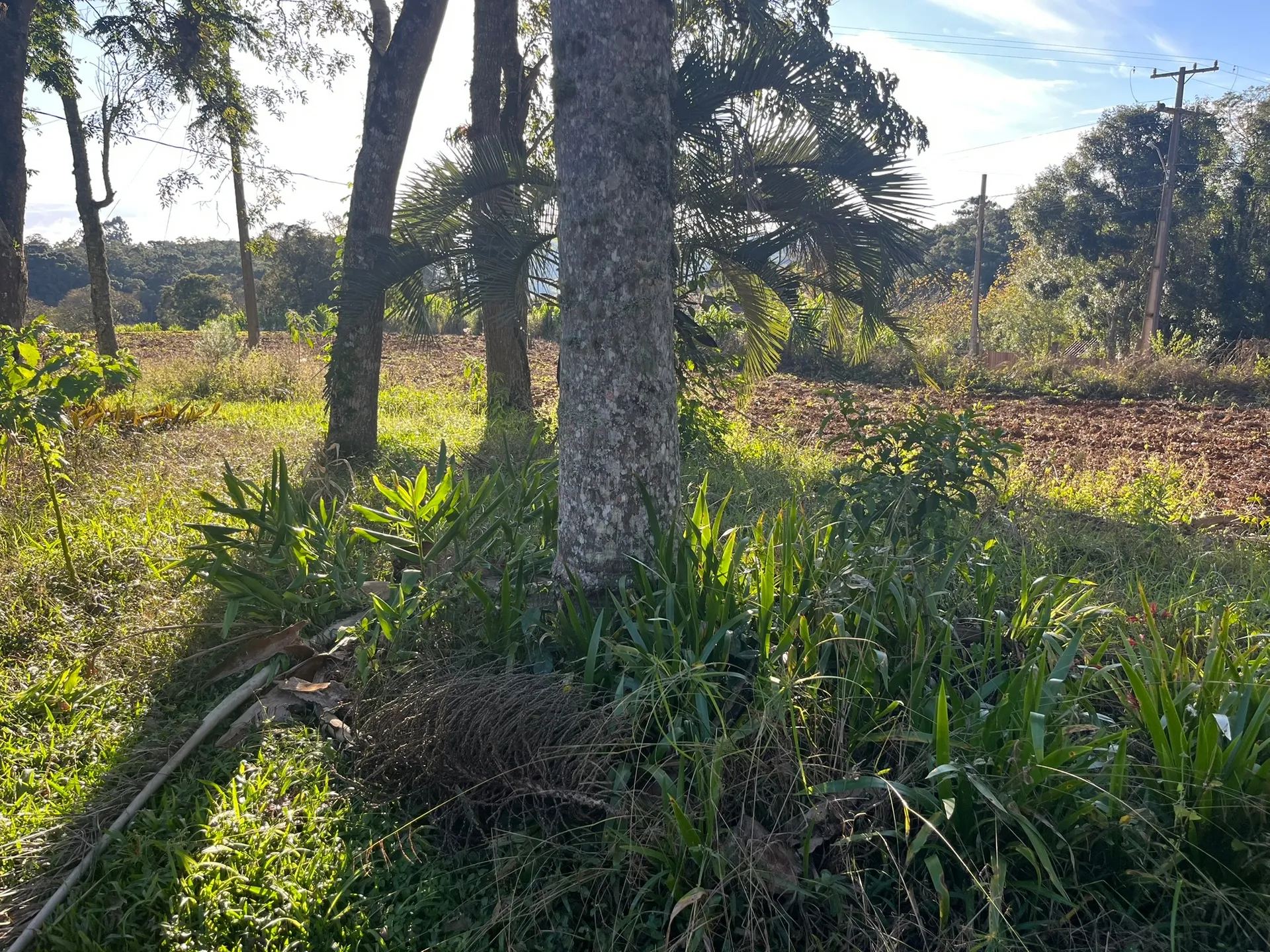 Sítio, 2 quartos, 5000 m² - Foto 5