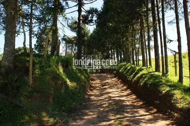Sítio, 1 quarto, 53 hectares - Foto 9