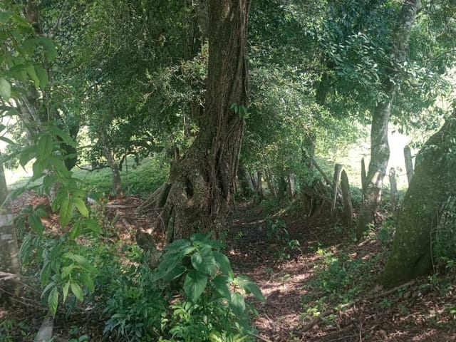 Chácara com 6000m², à venda, no bairro Roseta em Cambuí