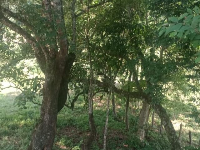 Chácara com 6000m², à venda, no bairro Roseta em Cambuí