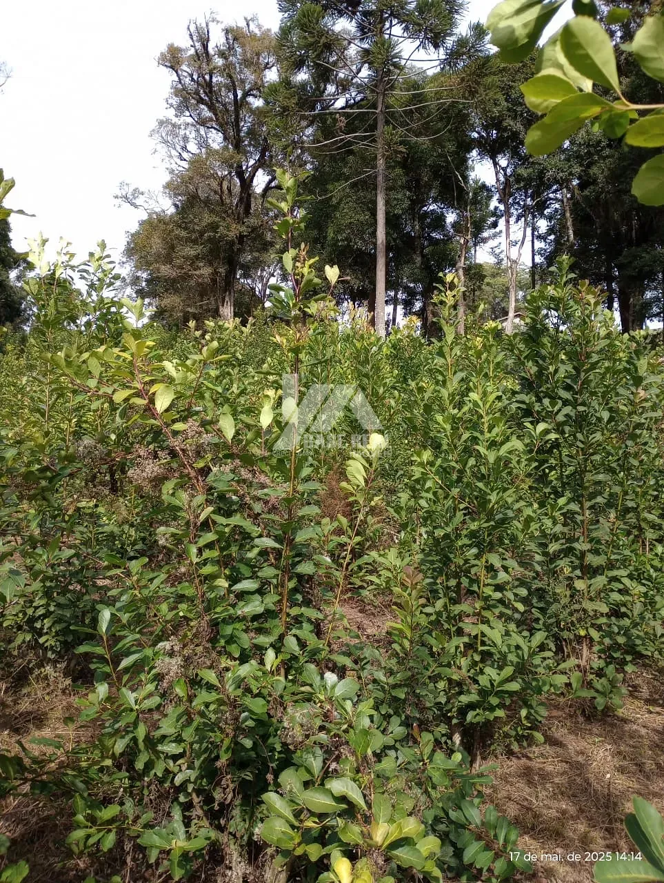 Chácara à Venda, Palmeirinha, Guarapuava, PR — Palmeirinha, Guarapuava