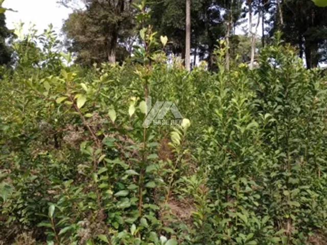Chácara com 22559m², à venda, no bairro Palmeirinha em Guarapuava