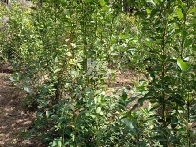 Chácara com 22559m², à venda, no bairro Palmeirinha em Guarapuava