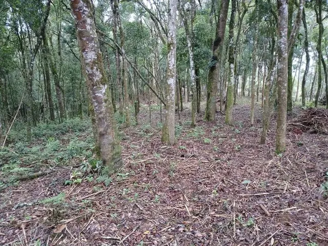 Sítio 1 quarto e 1 banheiro, à venda, no bairro Planta Laranjeiras em Piraquara