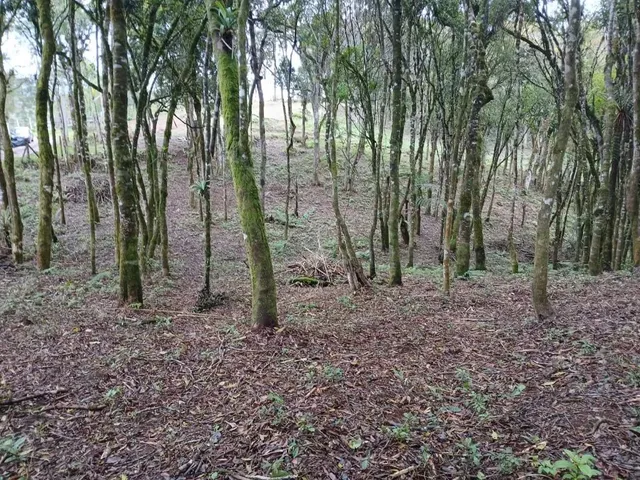 Sítio 1 quarto e 1 banheiro, à venda, no bairro Planta Laranjeiras em Piraquara
