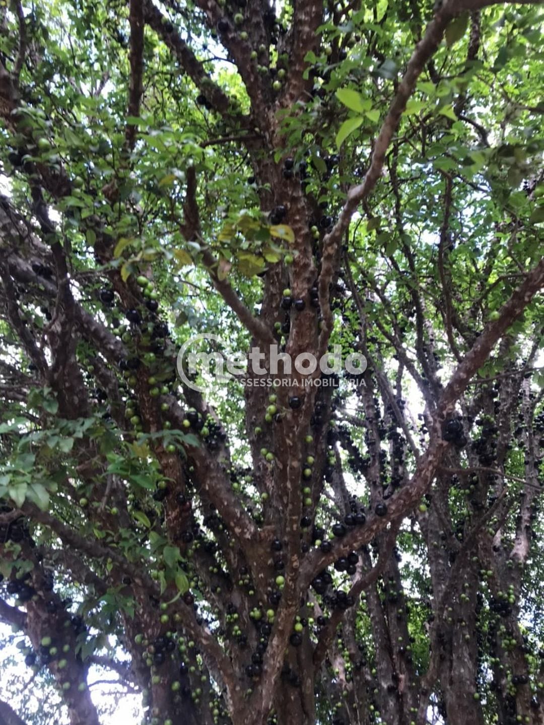 Chácara, 6 quartos, 5315 m² - Foto 10