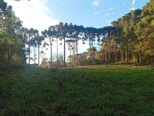 Chácara à venda, no bairro Planta Granjas Eldorado em Piraquara