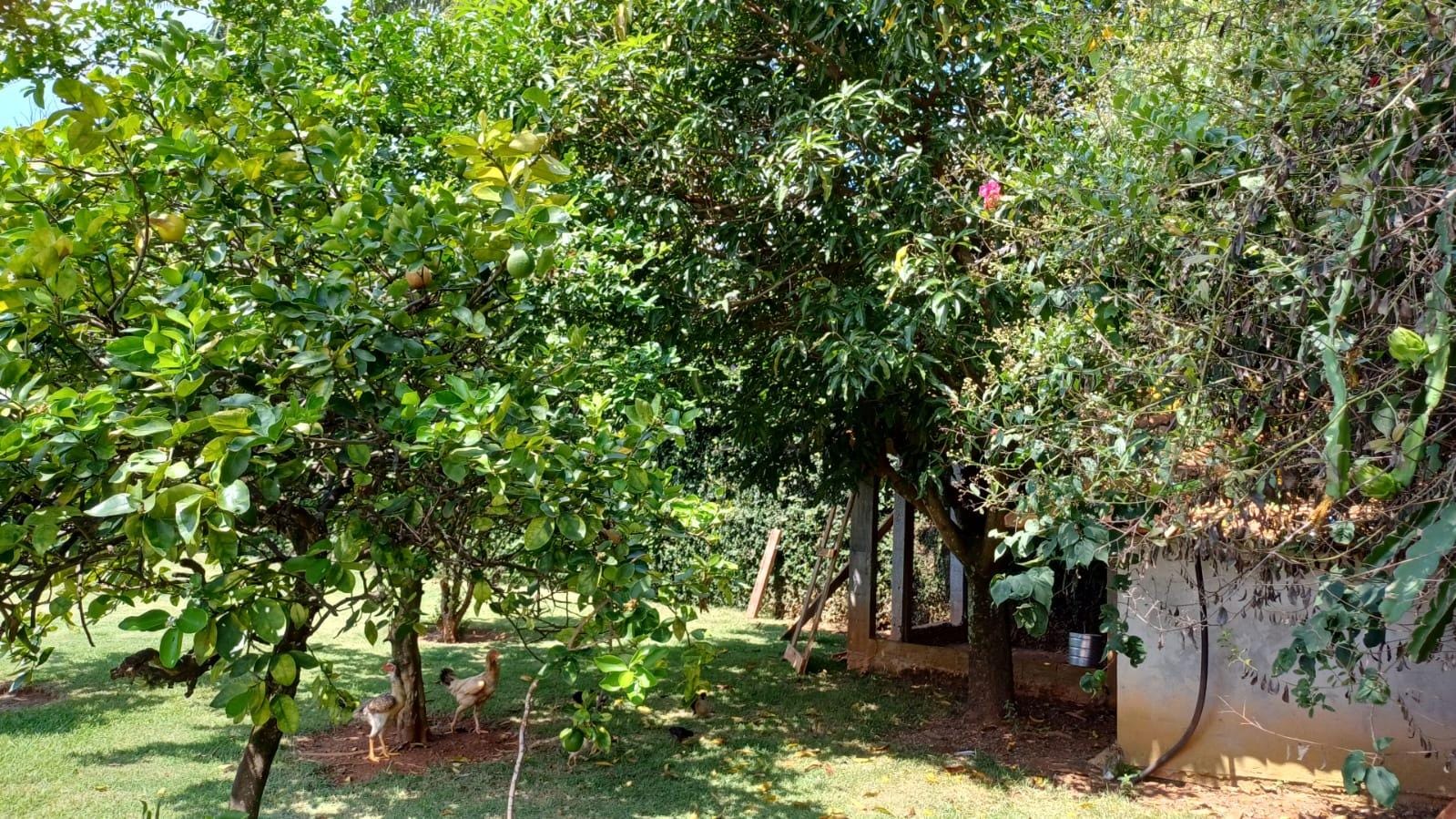 Chácara à venda com 3 quartos, 294m² - Foto 55