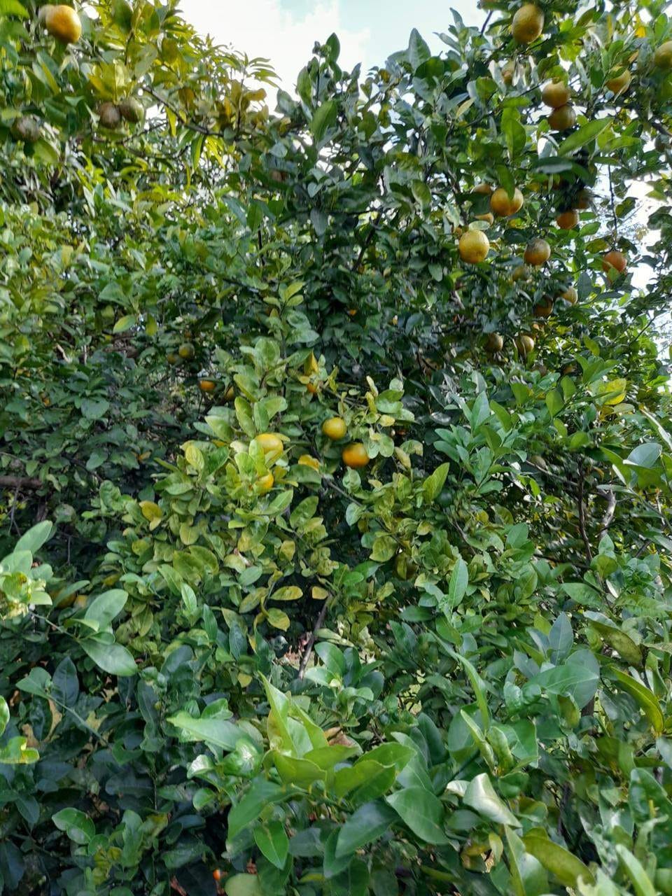Chácara à venda com 3 quartos, 294m² - Foto 62