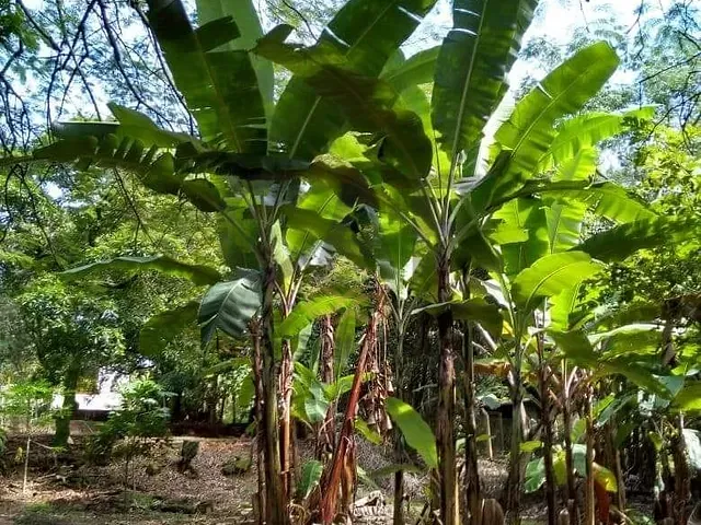 Chácara com 9000m² 3 quartos e 3 banheiros, à venda, no bairro Bananal em Jaguariúna