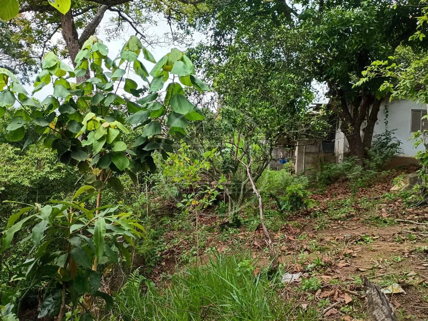 Sítio, 1 quarto, 5000 m² - Foto 5
