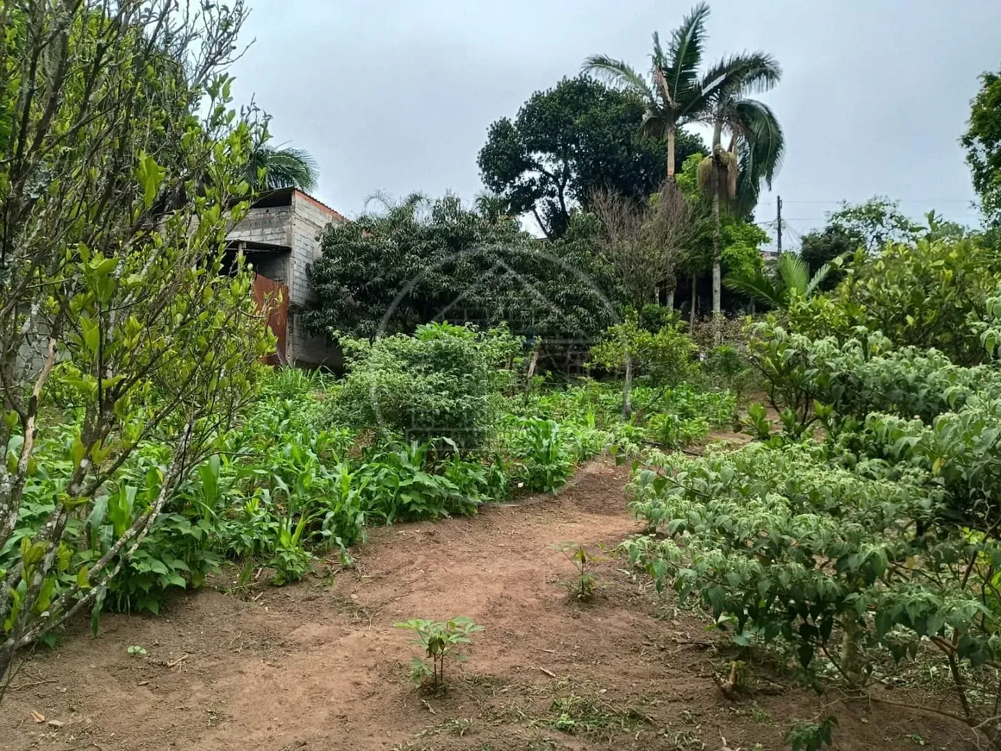 Sítio, 1 quarto, 5000 m² - Foto 13
