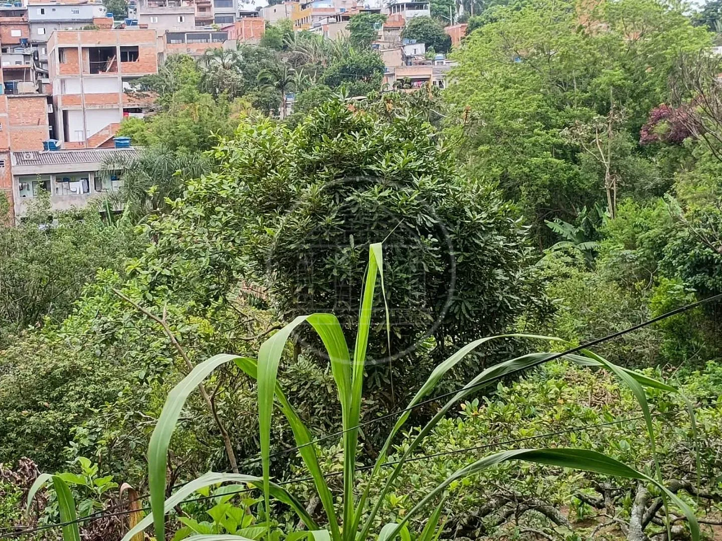 Sítio, 1 quarto, 5000 m² - Foto 8