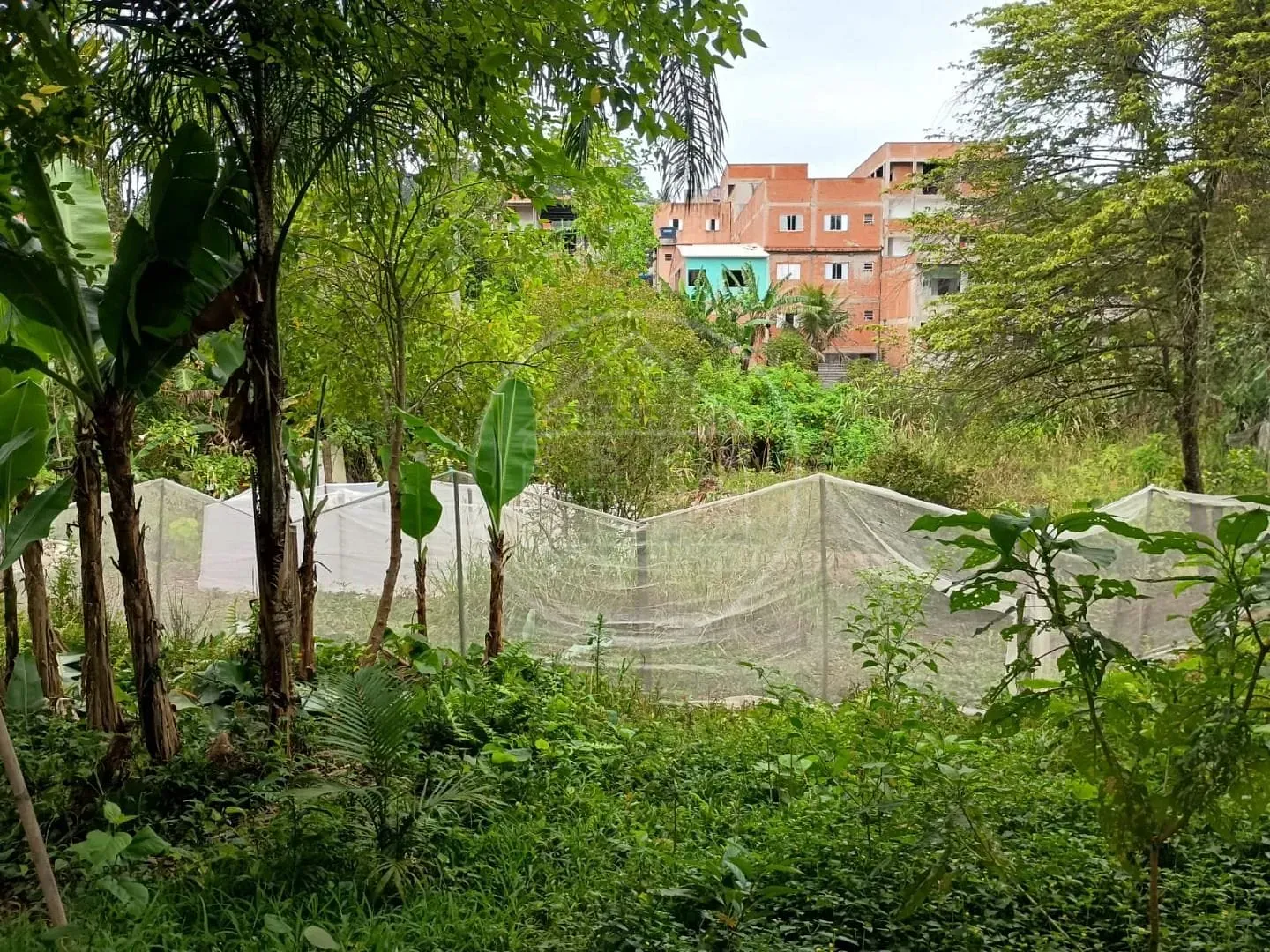 Sítio, 1 quarto, 5000 m² - Foto 1