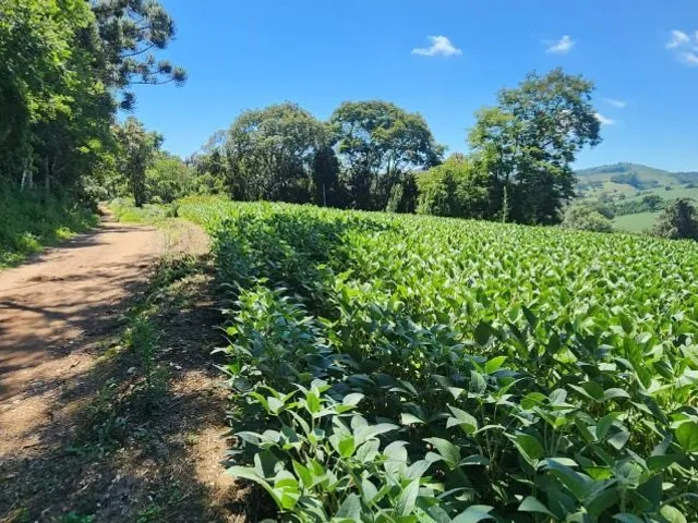 Sítio à venda, no bairro Campo Magro em Campo Magro