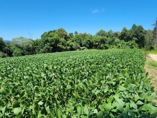 Sítio à venda, no bairro Campo Magro em Campo Magro