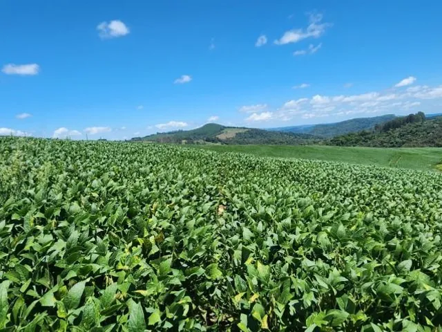 Sítio à venda, no bairro Campo Magro em Campo Magro