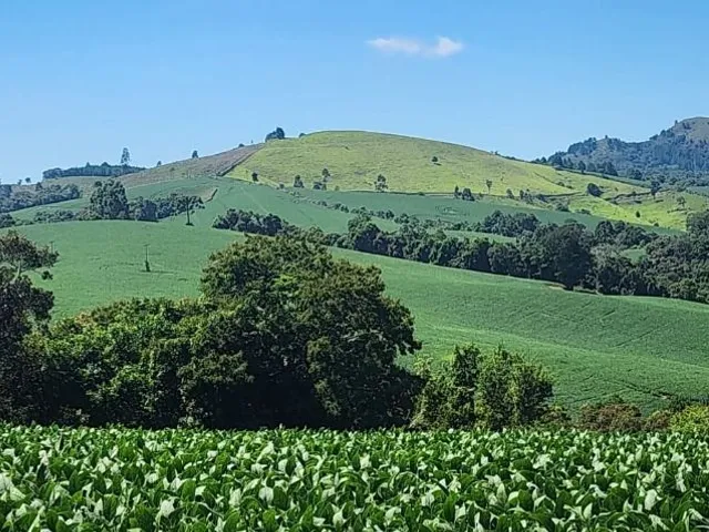 Sítio à venda, no bairro Campo Magro em Campo Magro