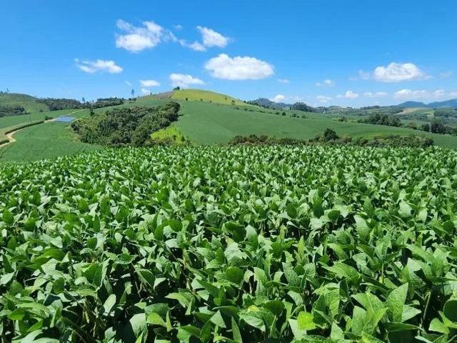 Sítio 2 quartos e 1 banheiro, à venda, no bairro Ouro Fino de Baixo em Campo Magro