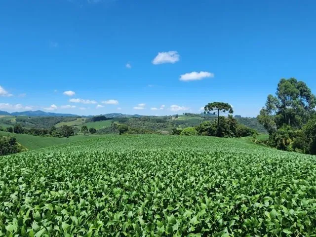 Sítio 2 quartos e 1 banheiro, à venda, no bairro Ouro Fino de Baixo em Campo Magro
