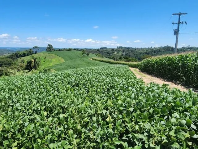 Sítio 2 quartos e 1 banheiro, à venda, no bairro Ouro Fino de Baixo em Campo Magro