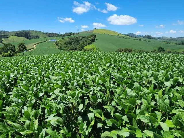 Sítio 2 quartos e 1 banheiro, à venda, no bairro Ouro Fino de Baixo em Campo Magro