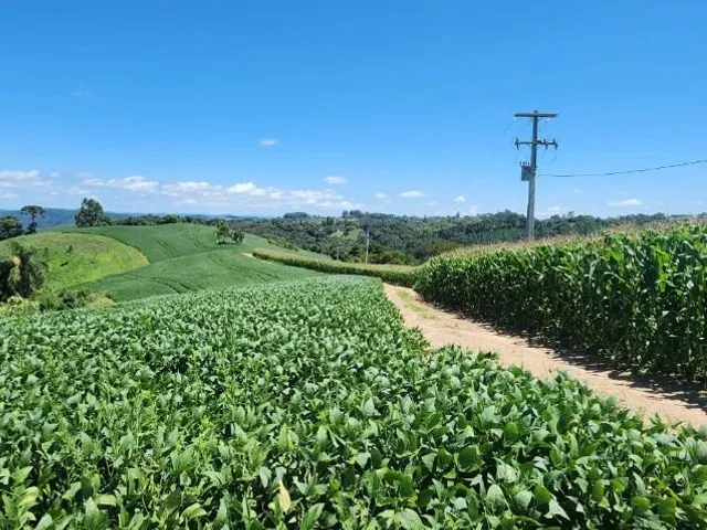 Sítio 2 quartos e 1 banheiro, à venda, no bairro Ouro Fino de Baixo em Campo Magro