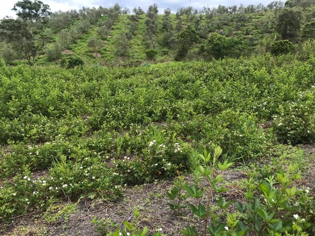 Chácara à venda, no bairro Pinhal Novo em Lorena
