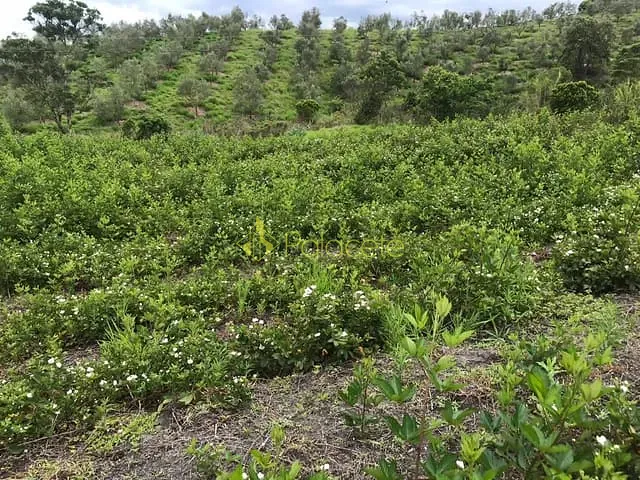 Chácara à venda, no bairro Pinhal Novo em Lorena