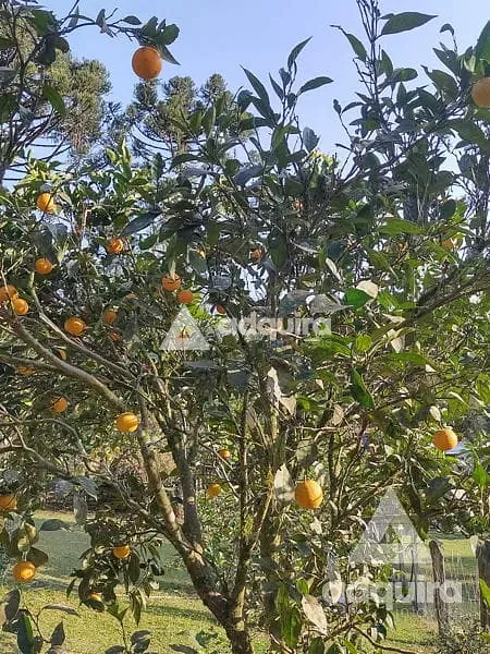 Sítio, 1 quarto, 2 hectares - Foto 14