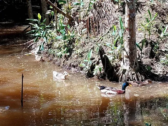 Chácara com 16000m² 6 quartos e 6 banheiros, à venda, no bairro Parque Lagoa Rica em São Paulo