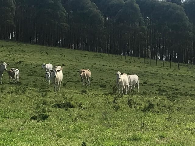 Chácara com 6000000m², à venda, no bairro Cruzília Mg  em Cruzília