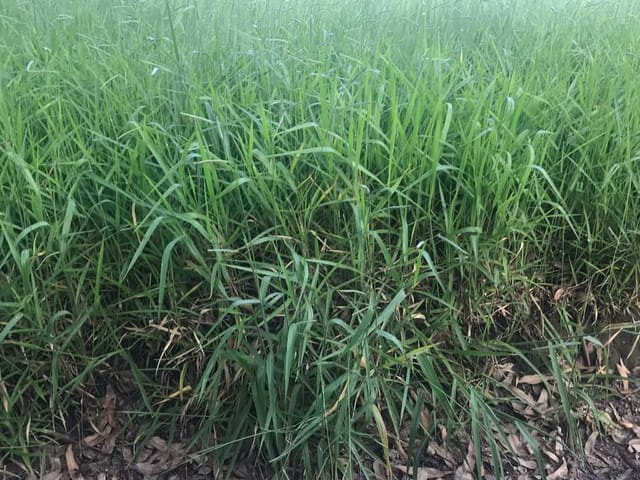 Chácara com 6000000m², à venda, no bairro Cruzília Mg  em Cruzília