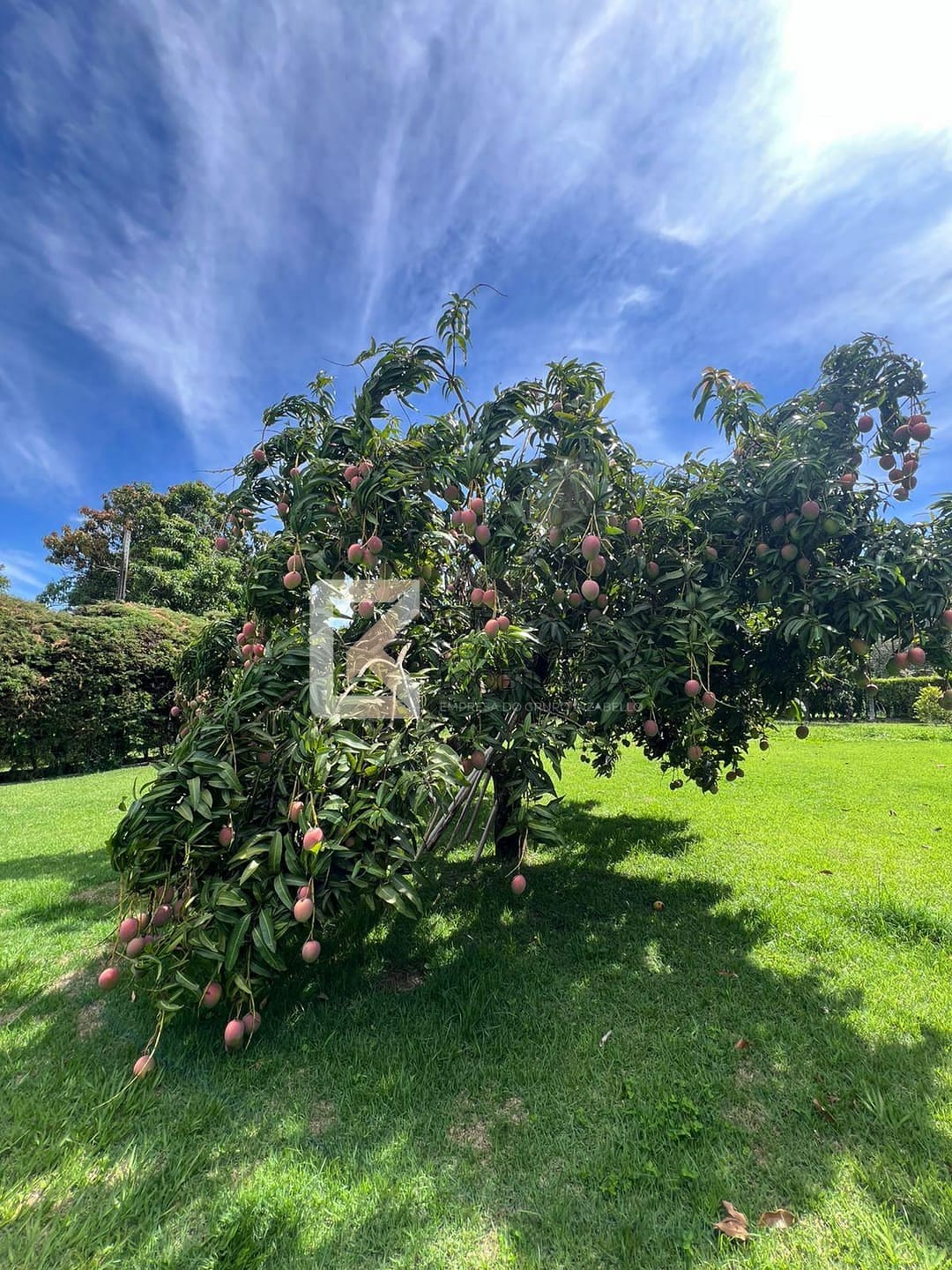 Chácara, 3 quartos, 2500 m² - Foto 46