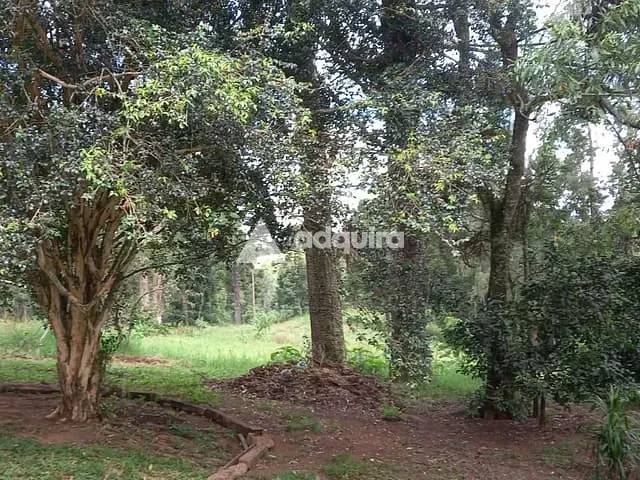 Chácara com 275000m² 3 quartos e 1 banheiro, à venda, no bairro Catanduva em Carambeí
