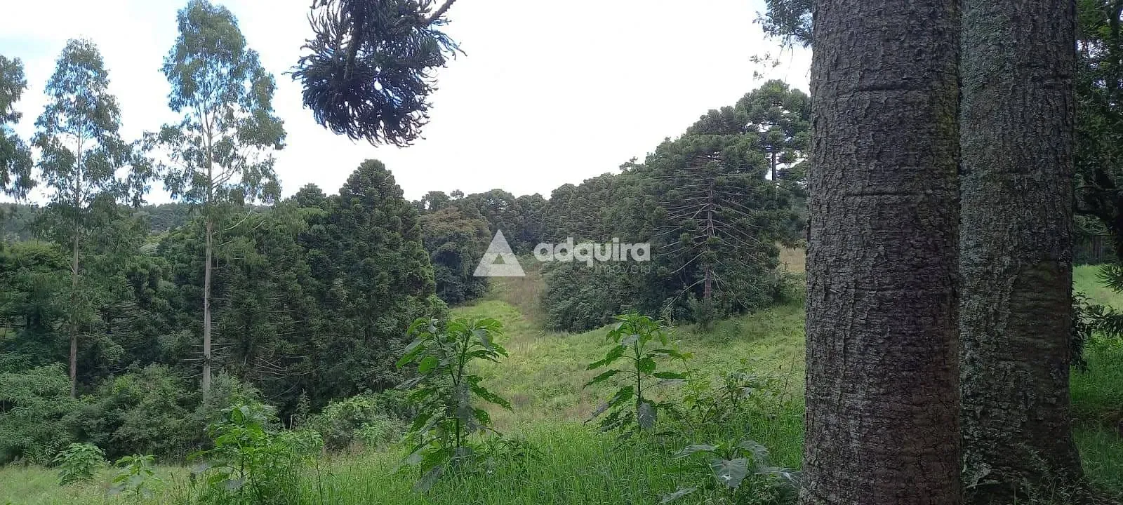 Sítio, 3 quartos, 28 hectares - Foto 5