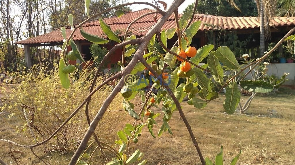 Sítio, 3 quartos, 3111 m² - Foto 2