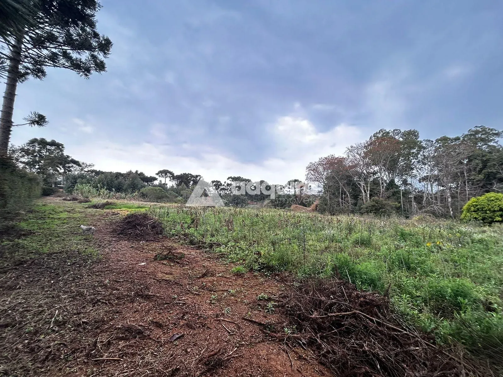 Terreno, 2 hectares - Foto 6