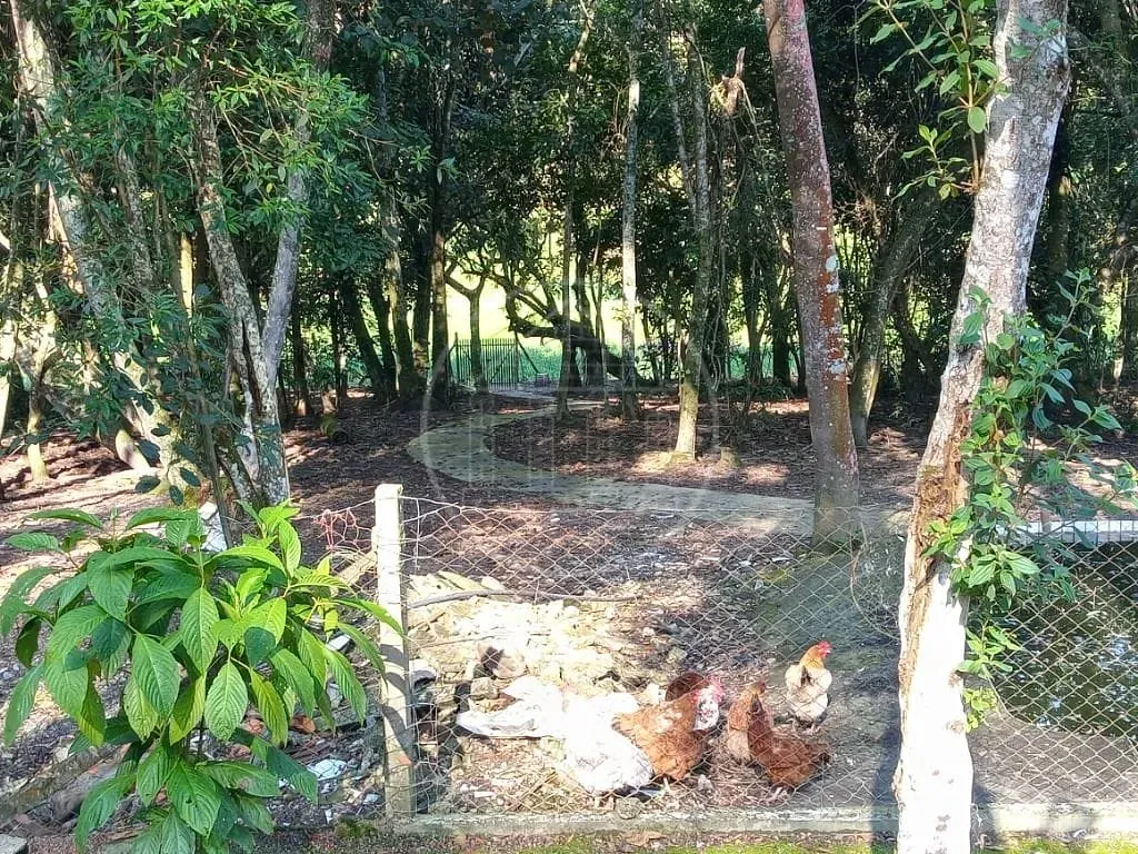 Sítio, 3 quartos, 6386 m² - Foto 44