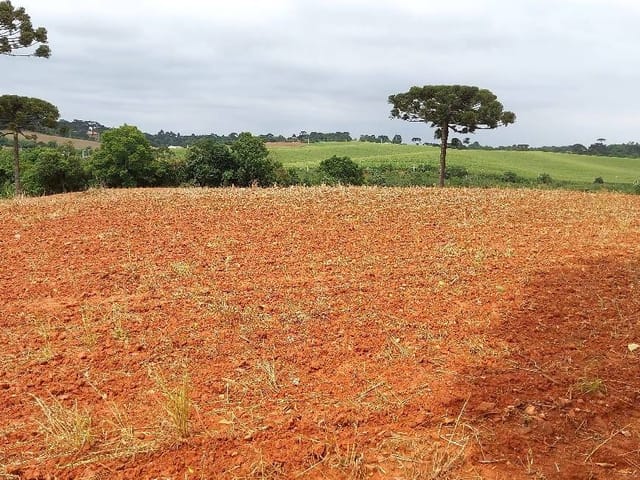 Chácara com 123500m² 1 quarto e 1 banheiro, à venda, no bairro Thomaz Coelho em Araucária
